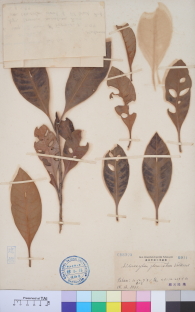 Specimen thumbnail